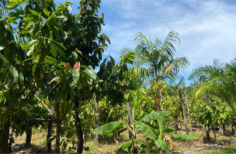 森林消失の画像